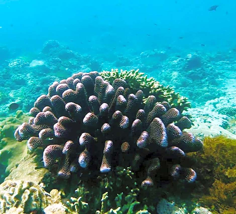 The Palms Ceningan Hotel