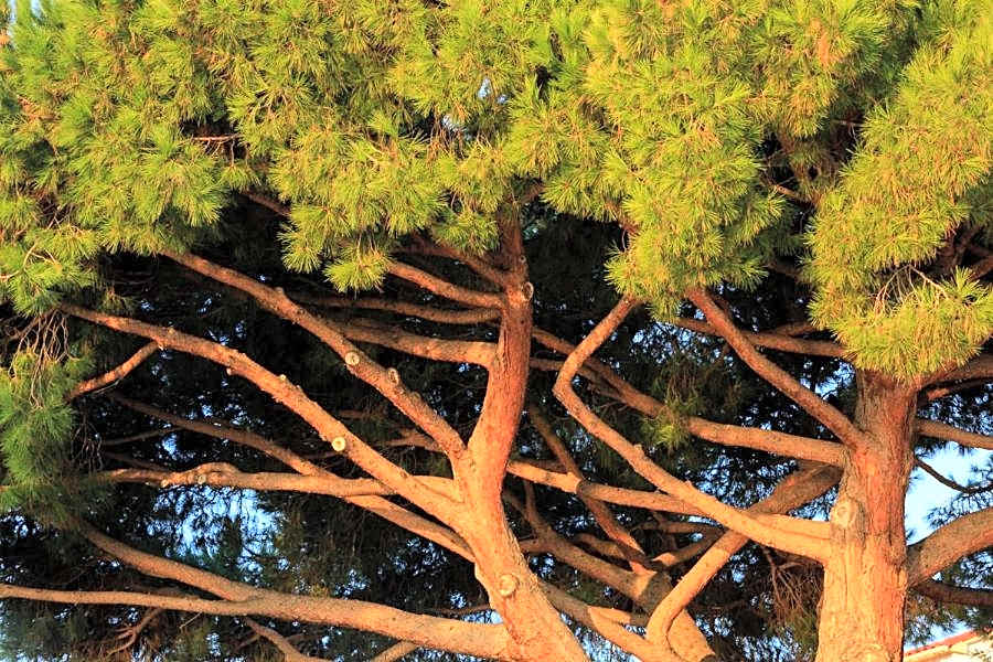 Hôtel Les Mouettes - Teritoria