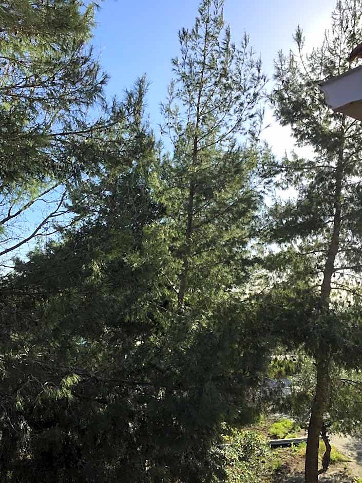 Belvedere Zakynthos Studios