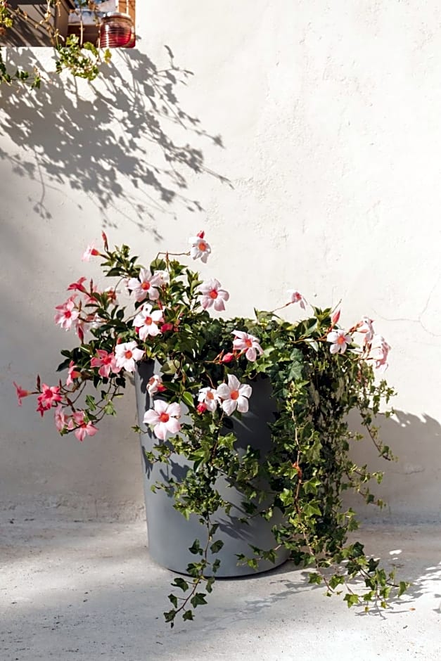 B&B AL VECCHIO CARPINO