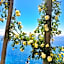 L'Antico Borgo Dei Limoni