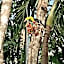 Dreamcatcher Tulum