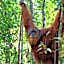 Gino's Place - Guest House & Jungle Trekking