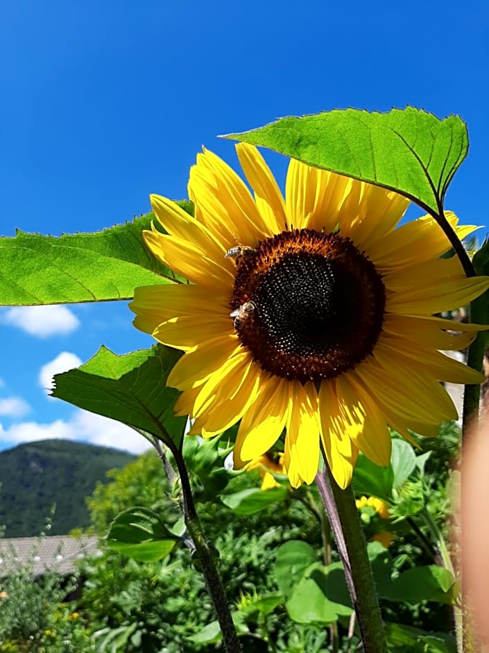 B&B La Locanda del Cinghiale