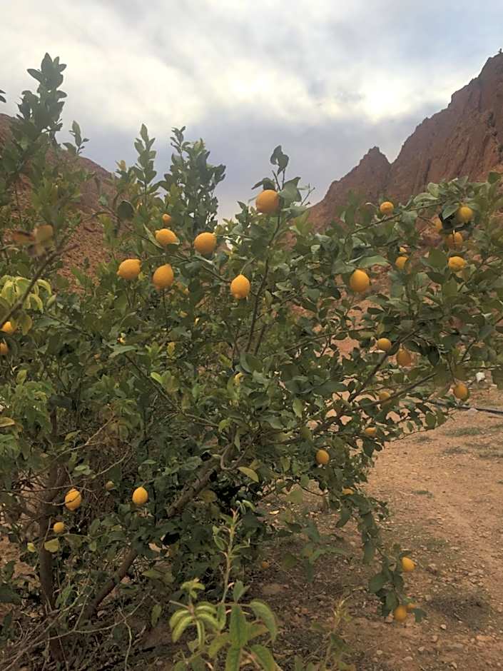 Auberge Le Festival Todra Gorge