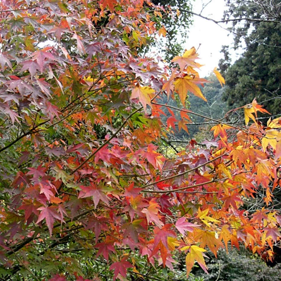 Kyukamura Setouchi-Toyo