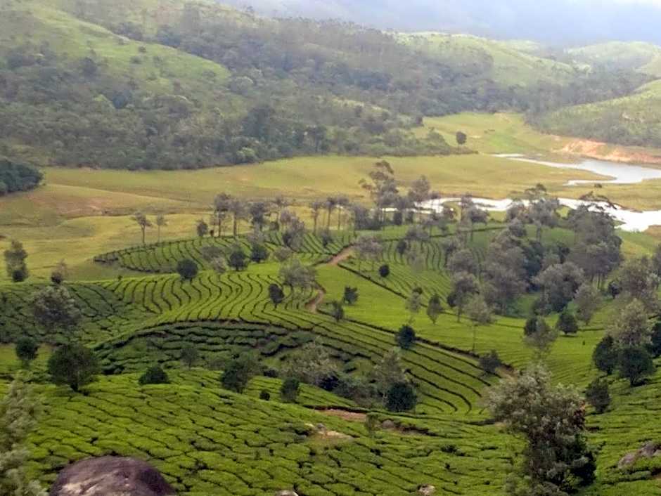 Neelakurunji Plantation Munnar