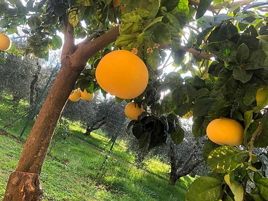 On Holiday Between Sky And Sea geco Di Campiglia pet friendly big garden