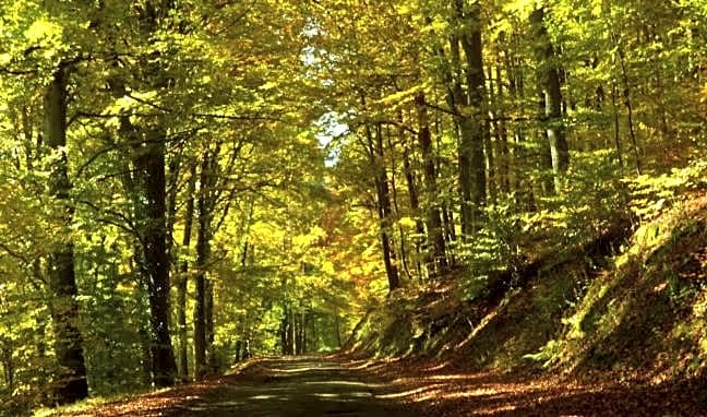 Chambre du Vigneron - Domaine Léon BLEESZ