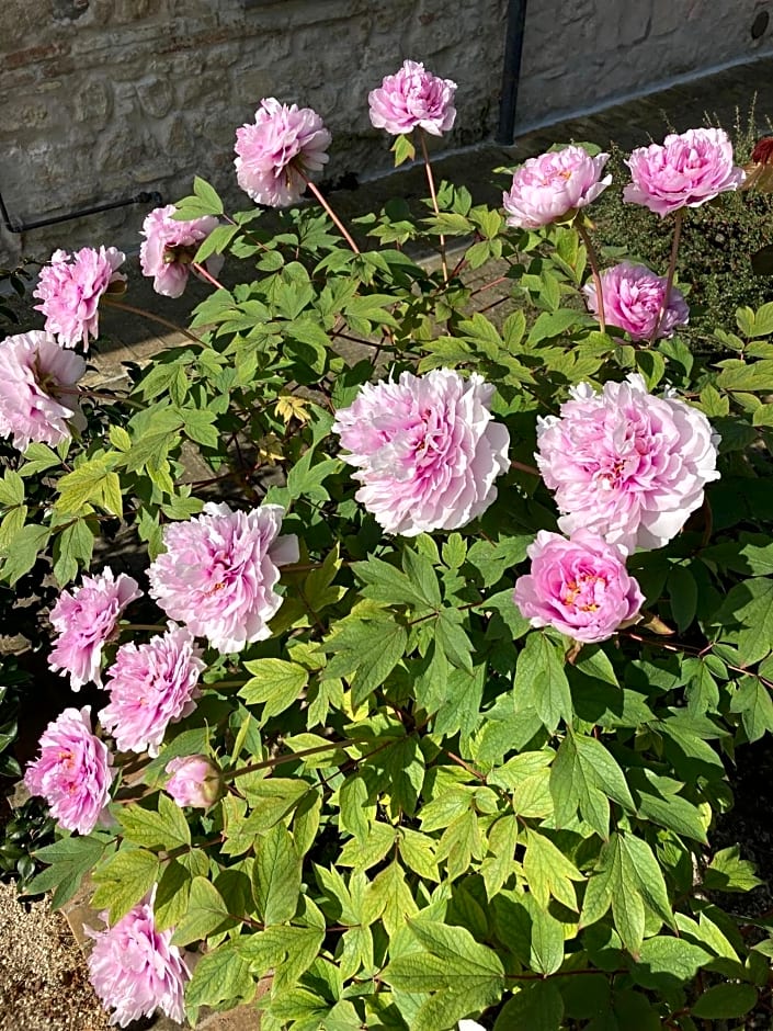 B&B Villa FioreConero