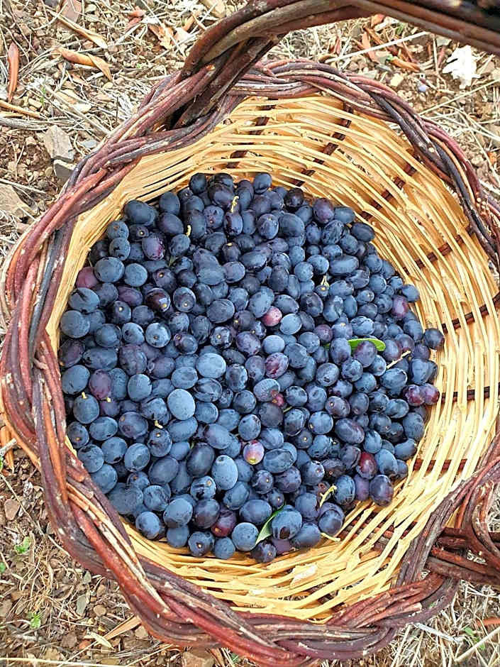 Agriturismo Le Terre di Veneré