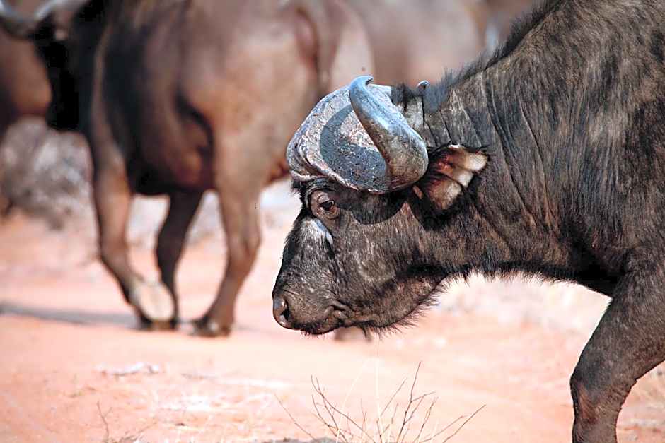 Ivory Wilderness River Rock Lodge