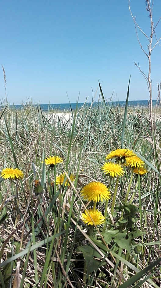 Privātviesnīca Zvaigzne