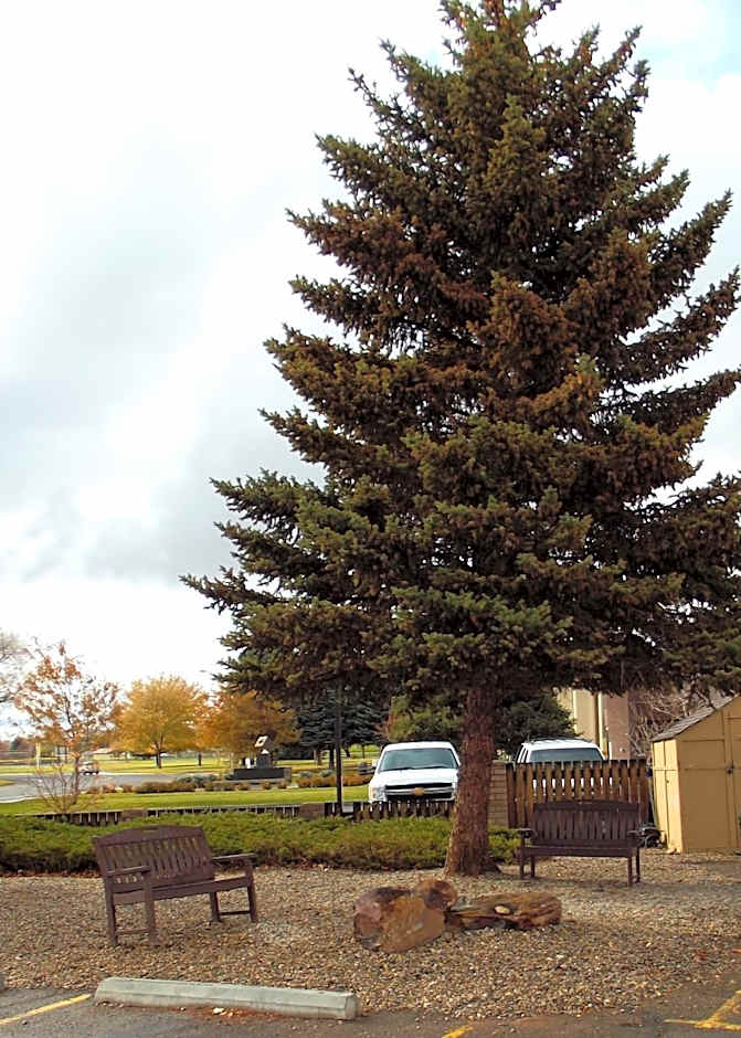 Super 8 by Wyndham Elko