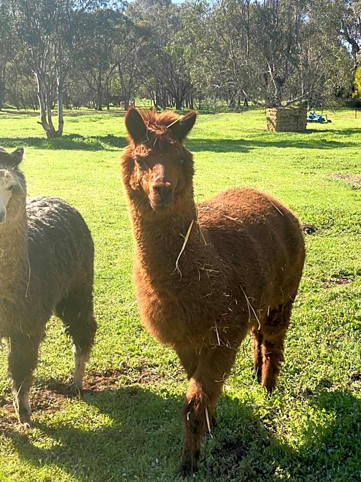 Sandalwood Downs Fabulous Farm Stay TOODYAY