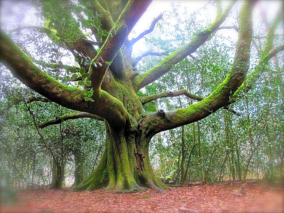 Kerarz - Chambre d'hôtes