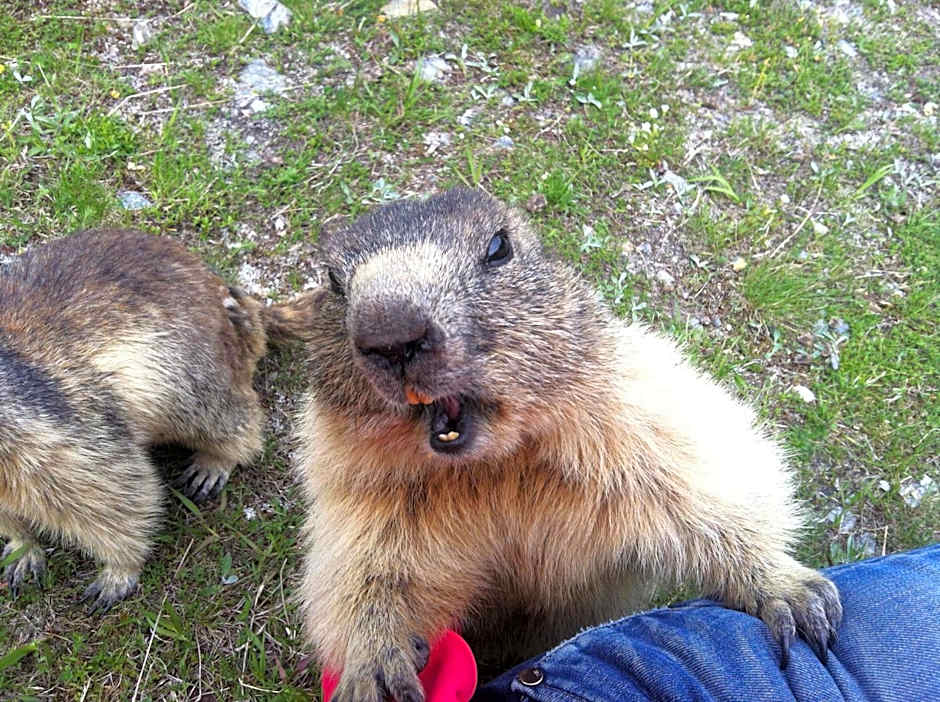 Elite Alpine Lodge - Apart & Breakfast