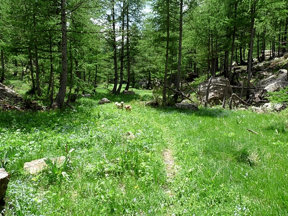 Les marmottes d Estenc