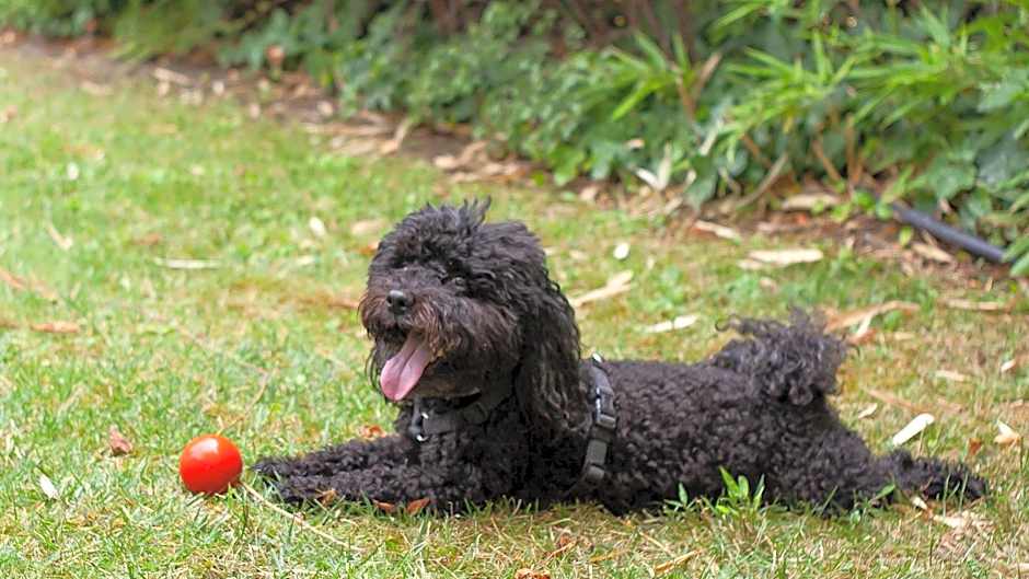 Platán Garden & Rooms Zamárdi - volt Hotel Platán