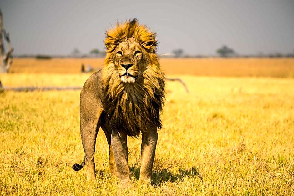 Ghoha Hills Savuti Lodge