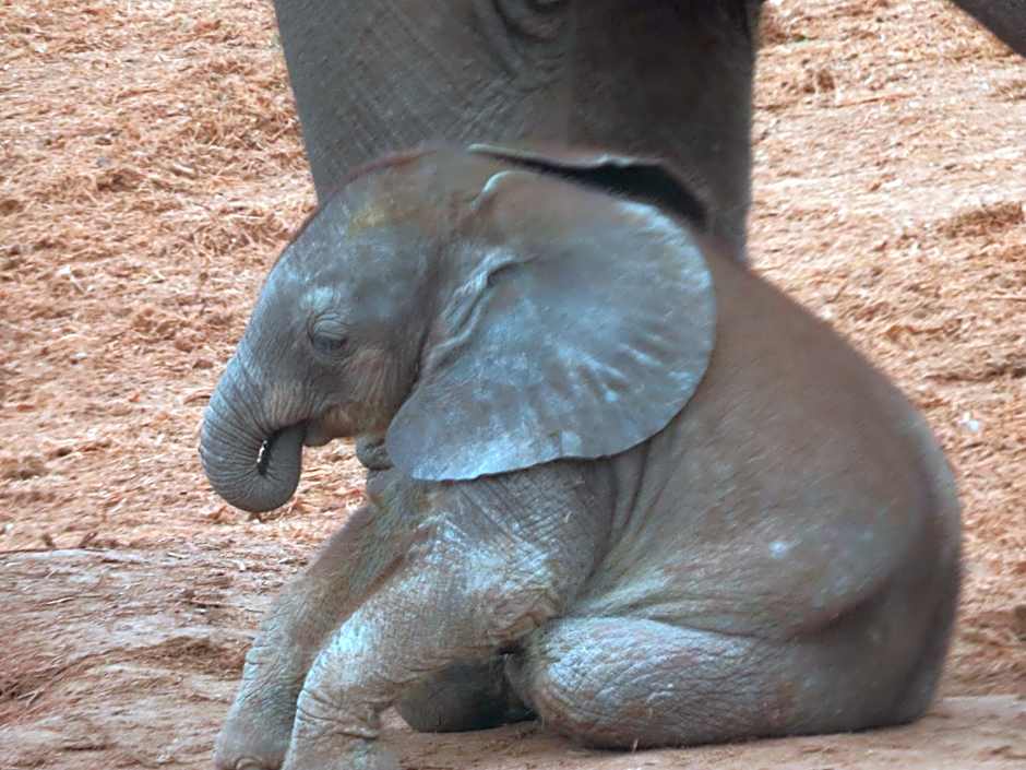 Dungbeetle River Lodge