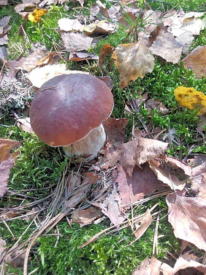 Agroturystyka Zacisze Guciów