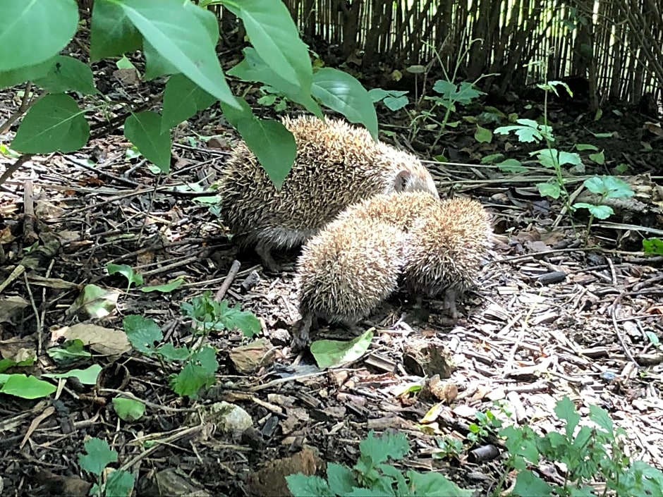 Bed & Breakfast Chez Lips