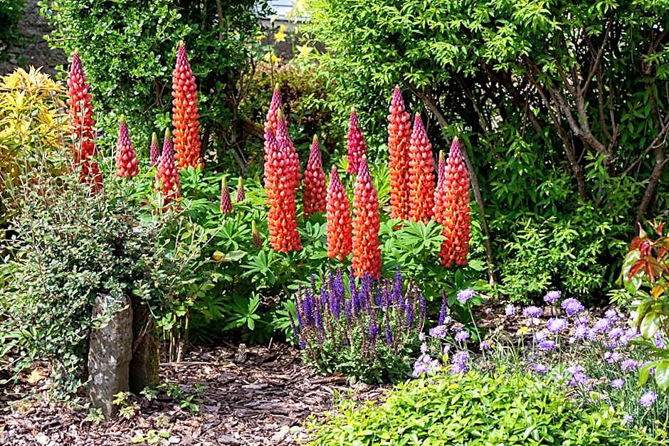 Home Farm B&B - Sunflower Room