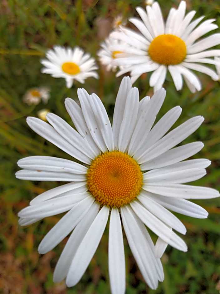 Pousada dos pássaros