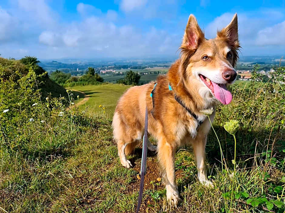 Shepherds Huts Ham Hill, 2 double beds, Bathroom, Lounge, Diner, Kitchen, LOVE dogs & Cats Looking out to lake and by Ham Hill Country Park plus parking for large vehicles available also great deals on workers long term This is the place to relax and BBQ