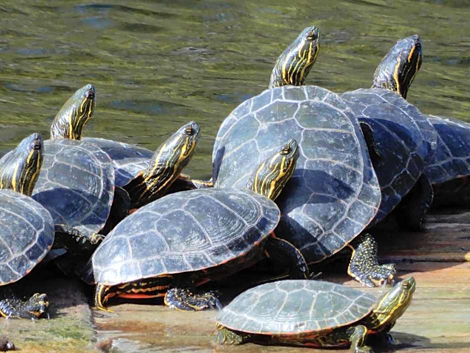 St Andrews By The Lake Golf Resort