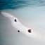 Dream Inn at Thulusdhoo
