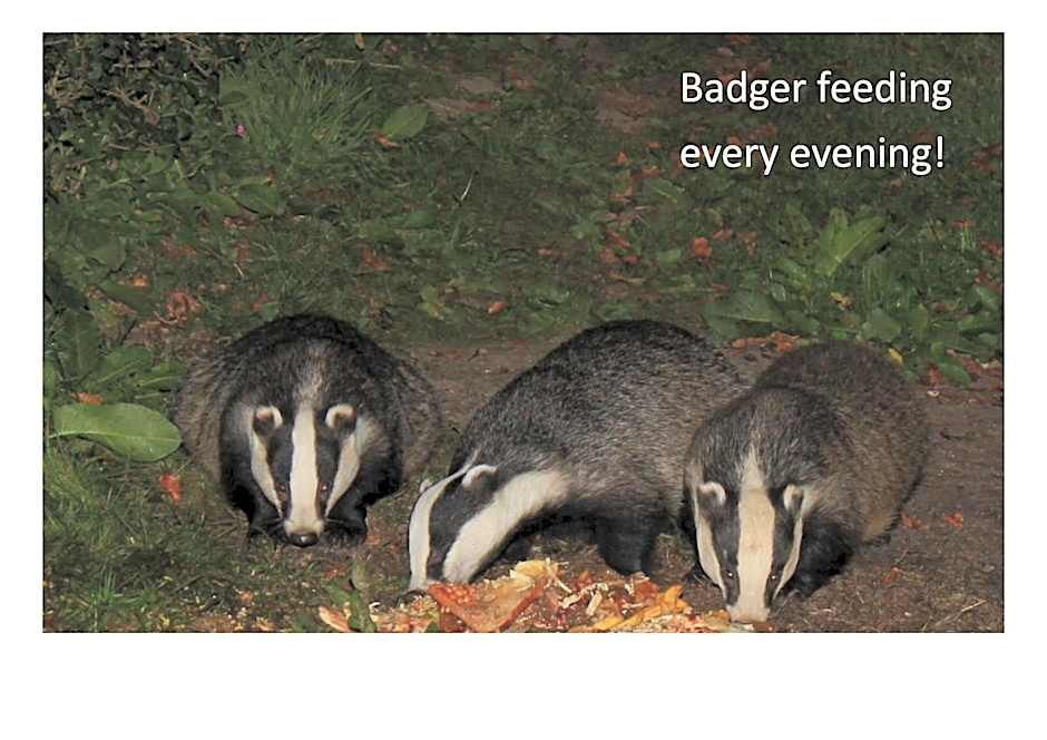 Badger Bar