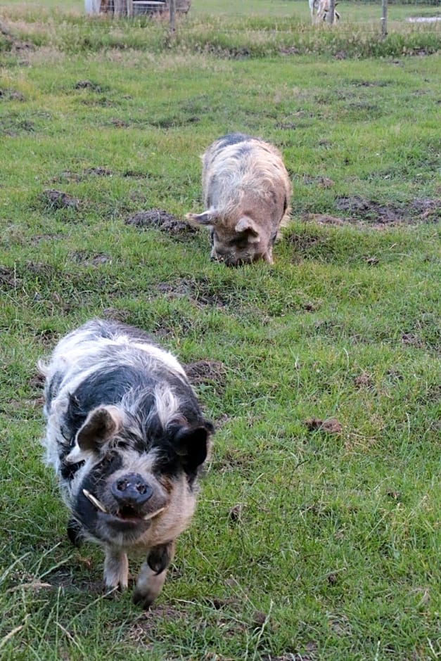 Hoeve Op Vollenhof