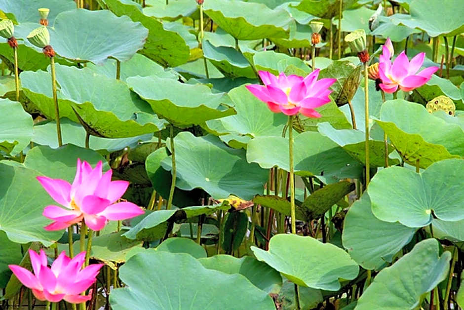 Flame Flowers Homestay