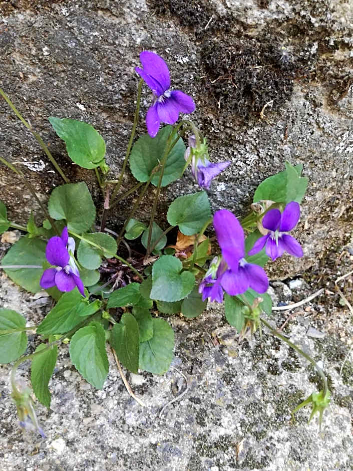 La Posada de Pedrazales