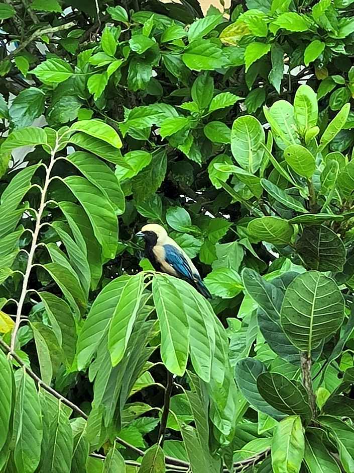 Chalé 17 - Porto do Sol - Pipa