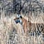 Ranthambore Regency
