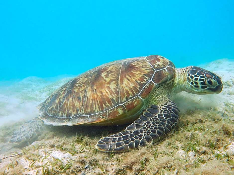 Blue Vision Diving Hotel