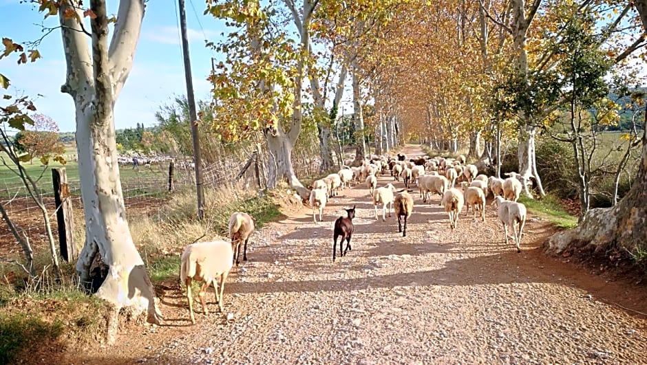 Mas Del Llop Blanc - Dog friendly Hostal Rural - B&B