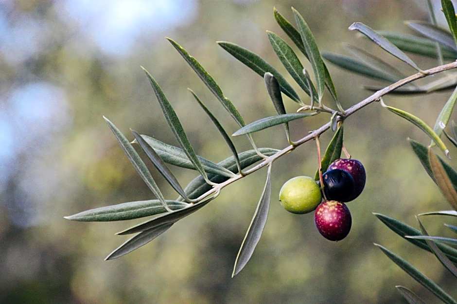 Casita of Casa Olivar