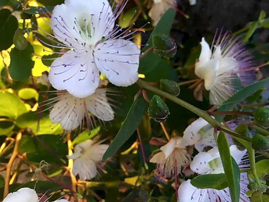 Agapanto Luxury Accommodation