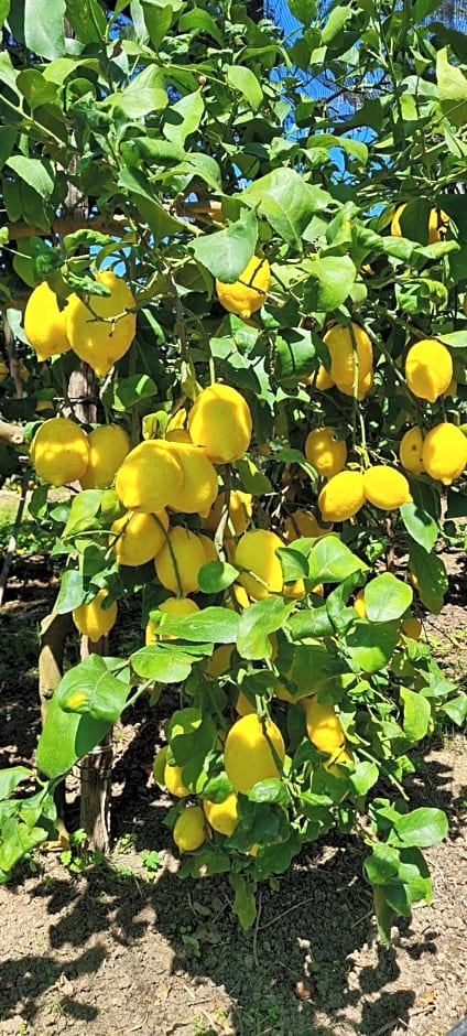 ACHILLE HOME B&B SORRENTO