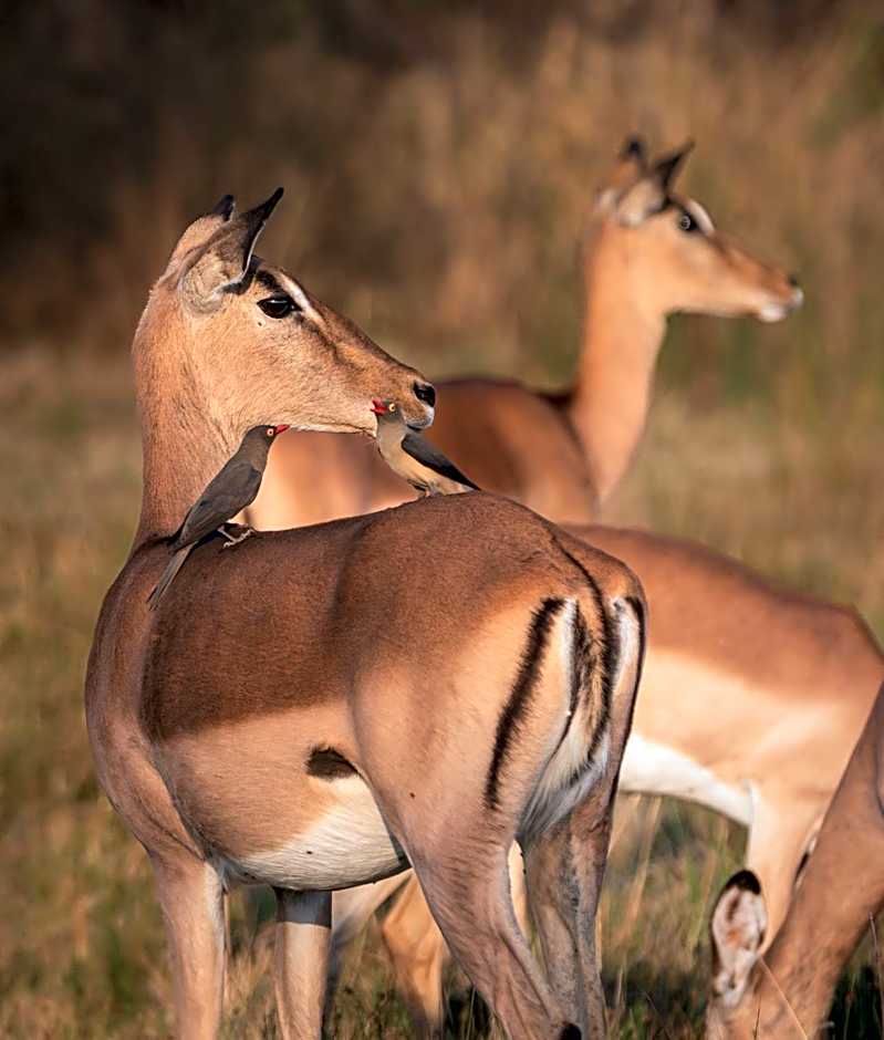 Out in Africa Wildlife Lodge