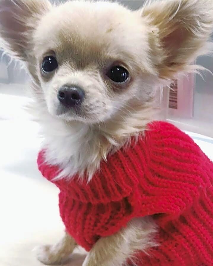 B&B Il tempo del sogno con cani e gatti Pet&Breakfast