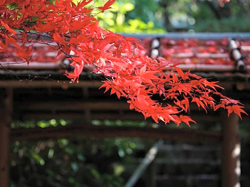 Nakanobo Zuien (Adult Only)