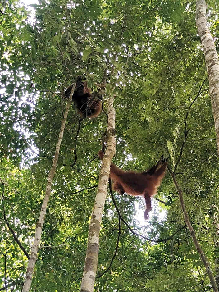 Asim Paris Guesthouse & jungle trekking