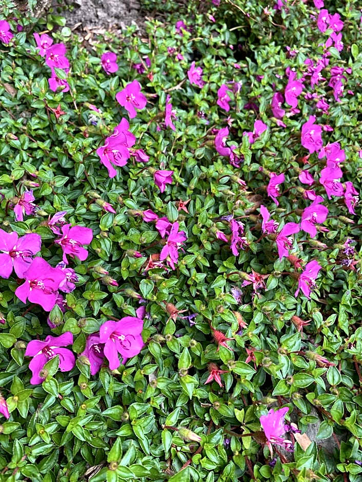 Opononi Lighthouse Motel