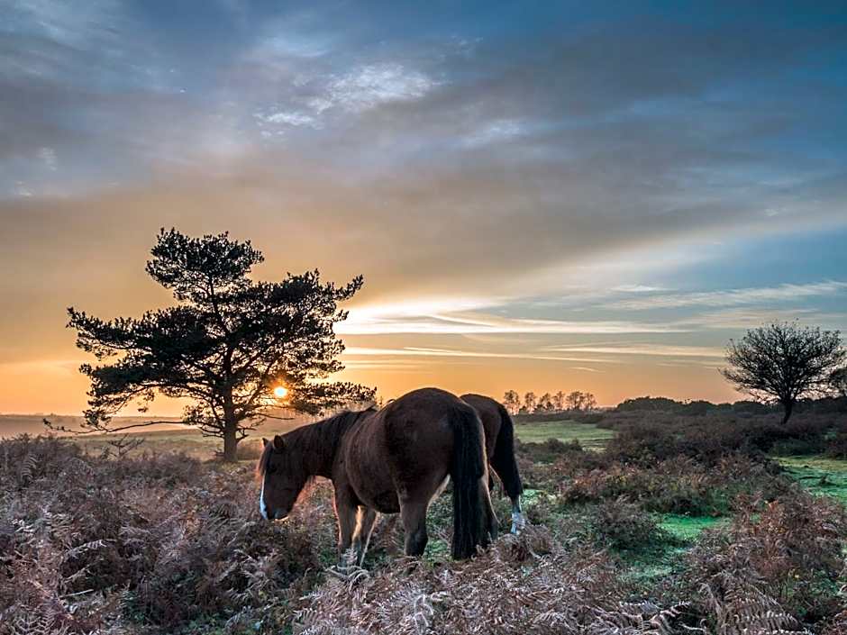 New Forest Lodges Bashley Park