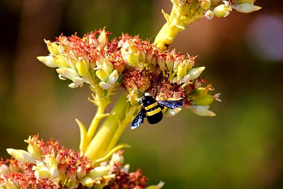 Grey Goose Game Lodge